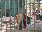 الدب "فارس" جابوه من روسيا وبقى نجم حديقة الحيوان فى إسكندرية.. لايف