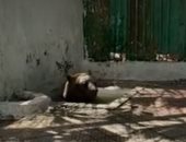 حمام دش بارد للدب الروسى "فارس" بحديقة حيوان الإسكندرية.. فيديو 