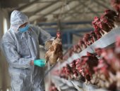 إعدام 48 مليون طائر.. رعب فى أوروبا بسبب أنفلوانزا الطيور 