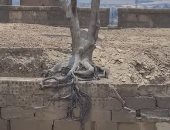 الشجرة العجيبة.. عمرها 700 سنة وموجودة فوق سور قصر محفور تحت الأرض.. فيديو