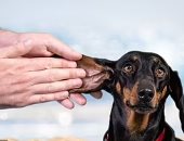 أطباء يؤكدون حاجة الكلاب لاستخدام "صن بلوك" مثل البشر خاصة في الصيف