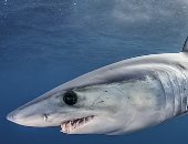 العلماء يحددون خريطة أسماك القرش العالمية لحمايتها من التهديدات البشرية