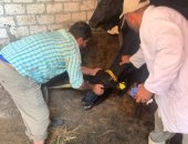 انطلاق حملة تحصين الماشية بقرى ومراكز الإسماعيلية.. صور