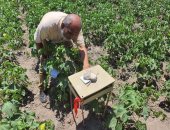 مرور ميدانى على زراعات القطن بالقنطرة غرب بالإسماعيلية