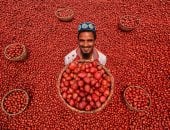 يا حلاوة الإيد الشغالة.. محصول البطاطس الحمراء يرسم البهجة على وجوه عمال بنجلادش
