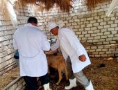 بيطري القليوبية: تحصين 15 ألف رأس ماشية بالحملة القومية للتحصين ضد الحمى القلاعية