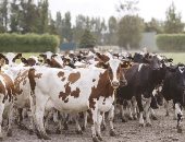 الزراعة: إقبال كبير من المربين والفلاحين للتأمين الصحى على الماشية