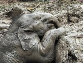 رافعات وحفارات.. نجاح عملية إنقاذ أنثى الفيل وابنها بعد سقوطهما فى الوحل