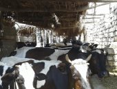 تحصين 13 ألف رأس ماشية ضد الحمى القلاعية وحمى الوادي المتصدع بالدقهلية 