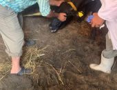 استمرار حملة تحصين الماشية ضد الحمى القلاعية بقرى ومراكز الإسماعيلية