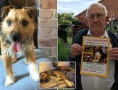 بريطانى يعلن عن مكافأة قدرها 15 ألف جنيه إسترلينى لمن يعثر على كلبه المفقود