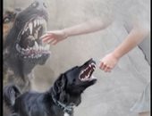 غدر الكلاب.. سيدة تلقى مصرعها بعد هجوم كلبيها وإصابة شريكها "فيديو"