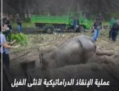عملية إنقاذ ضخمة لأنثى فيل ورضيعها بعد سقوطهما فى حفرة