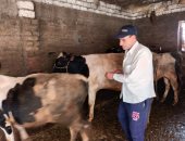 تحصين 27 ألف رأس ماشية ضد مرضى الحمى القلاعية والوادى المتصدع بالدقهلية