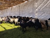 أبراج الحمام ومزارع الأغنام والأبقار تعيد الحياة للأرض الصفراء بالمنيا.. صور