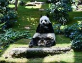 قضى حياته فى هونج كونج.. ذكر الباندا الأطول عمرا يرحل عن عمر 35 عاما.. صور