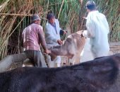 بيطرى دمياط تعلن استمرار حملات التحصين ضد الحمى القلاعية الوادى المتصدع.. صور