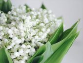 خليك كرييتف.. 5 أنواع من الزهور مناسبة للاعتذار لصديق أو حبيب