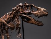 طرح هيكل ديناصور عمره 77 مليون سنة للبيع فى أمريكا بـ8 ملايين دولار.. صور