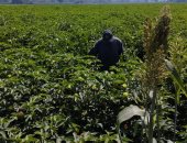 "الذهب الأبيض الكنز اللى فتح فى غيطان الشرقية".. وكيل الزراعة: المساحات المنزرعة تخطت الـ56 ألف فدان.. والقطن حاليا فى مرحلة الازدهار.. الزارعون: المحصول يمثل لنا فرحة بالغة وكل مناسباتنا الحلوة ارتبطت به قديما