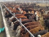 الزراعة تطلق حملة لمواجهة مقاومة المضادات الحيوية في الثروة الحيوانية