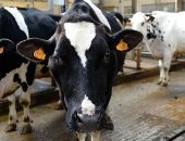 موجة الحر فى فرنسا تؤثر على الأبقار المنتجة للحليب وتقلل الإنتاج