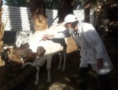 الأقصر تواصل تحصين المواشي ضد الحمى القلاعية والوادى المتصدع.. صور