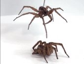 بيصنعوا زومبى.. علماء يحولون العناكب الميتة إلى روبوتات ميكانيكية "فيديو وصور"