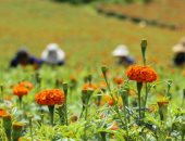 الصين مملكة النباتات الدوائية.. موسم قطاف الزهور الطبية فى حقول بكين