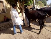 ‫الزراعة: إطلاق 498 قافلة بيطرية مجانية لعلاج أكثر من 306 آلاف رأس ماشية 