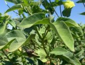 "زراعة الإسكندرية" تتابع حقول القطن فى منطقة العامرية