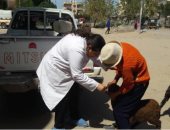 تحصين 39 ألف رأس ماشية و7 آلاف طائر بالإسكندرية.. صور