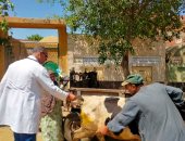 ‫ الزراعة": إطلاق 448 قافلة بيطرية مجانية لعلاج أكثر من 237 ألف رأس ماشية