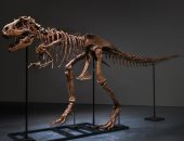 بيع جمجمة الديناصور ريكس عمرها حوالى 76 مليون سنة بـ15 مليون دولار
