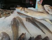 سمك "الرقاد" الكيلو بـ 70جنيها وفوائده عديدة للجسم داخل أسواق بورسعيد.. صور