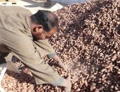 أسوان تنظم أكبر ملتقى دولى للتمور.. المحافظ: فرصة لتعظيم القيمة المضافة لـ2 مليون نخلة.. إنشاء أكبر مزرعة نخيل على 40 ألف فدان بتوشكى.. والمستشار الاقتصادى: فرصة للتعرف على الحرف اليدوية من متبقيات النخيل.. صور