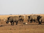 جنوب إفريقيا تحذر من زيادة الصيد غير القانونى لـ وحيد القرن خلال 2022