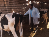 تحصين 42 ألف رأس ماشية فى بنى سويف لمواجهة الحمى القلاعية والوادي المتصدع