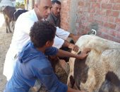 جامعة الزقازيق توجه قافلة بيطرية بقرية كفر أبو عوضى  بأبو كبير الشرقية