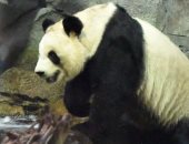 للمرة الثانية.. باندا "إرشون" العملاقة تنجب توأمين فى حديقة حيوان صينية