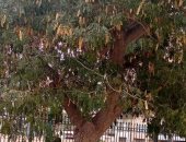 "دقن الباشا".. شجرة أثرية ببورسعيد عمرها 118 عاما