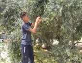 اللؤلؤ الأخضر على أرض الفيروز.. جنى ثمار الزيتون من مزارع سيناء.. فيديو وصور
