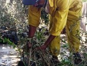 محافظ الشرقية يعلن بدء تنفيذ مبادرة زراعة 100مليون شجرة بمراكز ومدن المحافظة