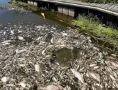 بسبب الجفاف..العثور على مادة سامة فى نهر على حدود ألمانيا تؤدى لنفوق الأسماك