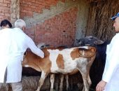 تحصين الماشية ضد الحمى القلاعية بالوحدات البيطرية في سنورس بالفيوم.. صور
