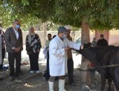 تحصين 3859 رأس ماشية ضد الحمى القلاعية والوادي المتصدع في بنها