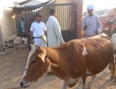 لجان بيطرى الأقصر تواصل عملها بالمرور على سوق الماشية بمنطقة الحبيل.. صور