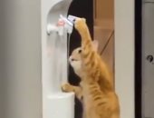 تتصرف مثل البشر.. قطة تثير ذهول رواد السوشيال ميديا أثناء شربها المياه "فيديو"