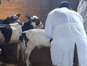 تحصين أكثر من 77 ألف رأس ماشية ببني سويف في حملة مواجهة الحمى القلاعية