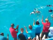 بعد علاجها لمدة 15 يوما.. عودة الدولفين طيبة لبيئتها وإطلاق سراحها بمياه البحر الأحمر.. فيديو وصور
